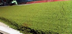 黑茶是什么茶？红茶和黑茶味道一样吗味道特点有什么区别