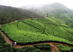 大吉岭红茶产地是喜马拉雅吗 哪里的大吉岭红茶最正宗怎么买到