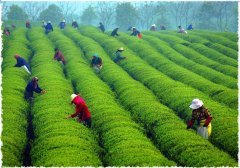 红茶排行榜前10名 有名的祁门红茶有哪些牌子 正宗祁门红茶哪里买