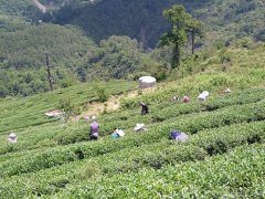 台茶18号红玉什么味道 台湾红玉红茶介绍正确水温时间冲泡方式