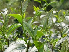 中国有名的茶叶都有什么品种 最好最受欢迎的茶叶是哪一种