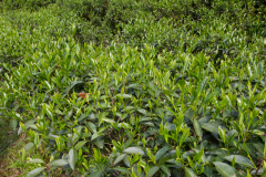 凤凰单枞属于什么茶类型 单枞茶是寒性还是温性哪个品牌的正宗