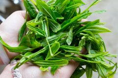 正宗的祁门毫芽和祁门毛峰有什么区别？祁门毫芽A和毫芽B在哪买