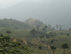 大吉岭茶是哪里产地？世界三大红茶印度大吉岭红茶历史故事