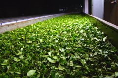 世界三大著名红茶品牌印度大吉岭红茶怎么做制作工艺流程图