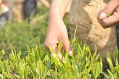 喝什么茶安神助眠最好 喝什么茶提高睡眠 哪种茶最容易导致失眠