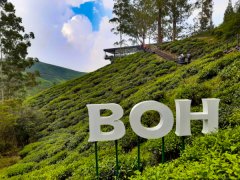 世界十大茶叶著名精英品牌 马来西亚BOH什么茶好喝？哪里能买到？