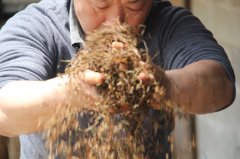 金丝猴红茶的滋味香气怎样？正宗的金毛猴红茶价格多少钱一斤？