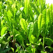日本三大顶级绿茶品牌 宇治抹茶的宇治是什么意思 宇治抹茶等级