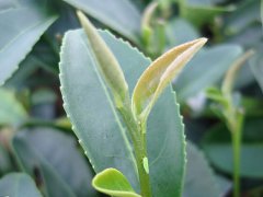 虫子咬过的茶叶是什么茶 台湾膨风茶东方美人茶名字的由来故事和制作过程