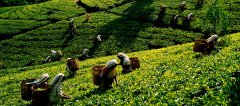 斯里兰卡红茶七个产茶区域介绍 立顿锡兰红茶奶茶专用产自哪里