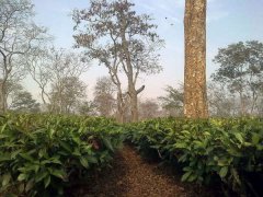 混合红茶、单一庄园红茶、单一品种红茶之间有什么区别的详解