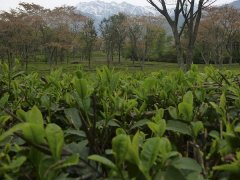 如何挑选高级的红茶？哪个品牌正宗？挑选红茶碎的也要挑出来吗？