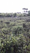 东方美人茶是什么茶树品种？台湾白心白叶东方美人红茶的滋味特点