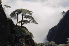 安徽十大著名茶叶品牌排行榜有哪些？安徽祁门红茶多少钱一斤？