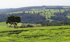 肯尼亚红茶和国产红茶哪个好？肯尼亚红茶品牌kericho多少钱一盒
