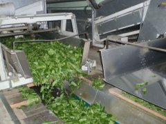 茶叶的加工工序步骤 红茶和乌龙茶茶叶要经过多少道工序的不同