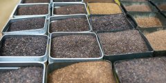 纯正的斯里兰卡红茶是什么味道？锡兰红茶怎么做奶茶茶水比例分享