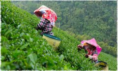 蜜香红茶的蜜香是什么香味？蜜香红茶和锡兰红茶味道有什么不同？
