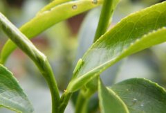 台湾蜜香红茶属于什么档次？正宗蜜香红茶蜜香的原因及制作流程