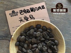 巴布亚最好的品牌咖啡豆怎么喝会好喝？天堂鸟是什么等级咖啡豆