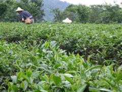 蜜香红茶和红玉红茶有什么不一样？台茶18号红玉的价格贵吗？