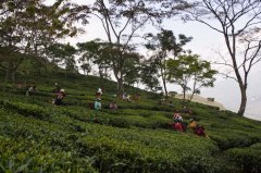 印度哪里产的红茶好喝？尼尔吉里红茶的滋味特点以及咖啡因含量