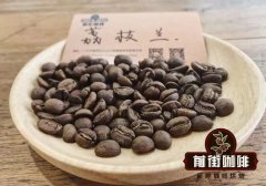 酒桶发酵咖啡的口感特点，洪都拉斯荔枝兰咖啡是怎样制作成的？