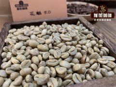 生咖啡豆可以吃吗？吃咖啡豆有助于减肥吗？