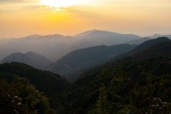 凤凰单枞、铁观音、大红袍岩茶和台湾乌龙茶之间的特点以及区别