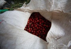 花魁和瑰夏有什么区别？花魁咖啡和瑰夏咖啡豆品种区别和故事的起