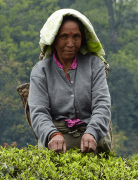 印度大吉岭都有哪些茶园？Barnesbeg大吉岭夏摘红茶的口感特点