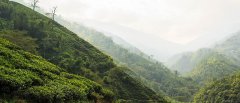大吉岭哪个茶园最出名？卡斯尔顿Castleton春摘茶味道有什么特点
