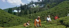 玛格丽特的希望Margaret’s Hope茶园故事及夏摘红茶口感味道特点