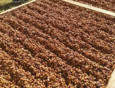 蜜处理咖啡豆是什么？三大传统处理法之蜜处理咖啡豆怎么来的？
