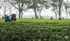 中国红茶与印度红茶的区别 印度红茶阿萨姆大吉岭味道有什么不同