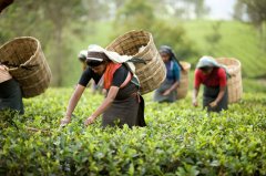 为什么大吉岭红茶有蜜香味？哪些大吉岭红茶有浓郁蜜香风味且好喝