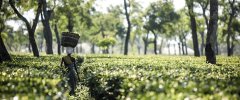 阿萨姆红茶拼配配方怎么做？正宗的麦芽香阿萨姆红茶哪里能买到？