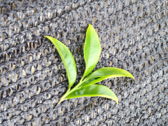 三种凤凰单枞：八仙、浪菜、单枞之间的区别是什么？怎么辨别？