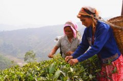 世界上有哪些国家产的红茶好喝？阿萨姆和大吉岭红茶哪个口感更好