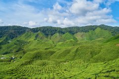 中国四大茶叶产区分布区域介绍 哪一个茶区产的红茶比较好喝？