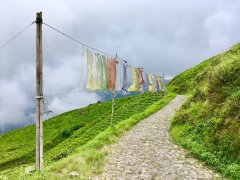 2021年印度艾莉亚Arya茶园春摘茶的味道怎样？大吉岭春茶是乌龙吗