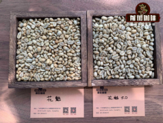 埃塞俄比亚花魁咖啡豆起源故事与口感特点 花魁咖啡豆介绍